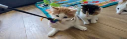 Mixed Breed cats for sale: Beautiful Kittens Looking for Their Forever Homes - Advert 15