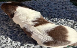 English Springer Spaniel dogs for sale: Stunning KC Reg Springer Spaniel Puppies For Sale - Image 3