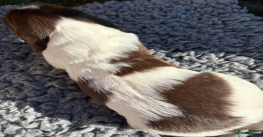 English Springer Spaniel dogs - Advert 13