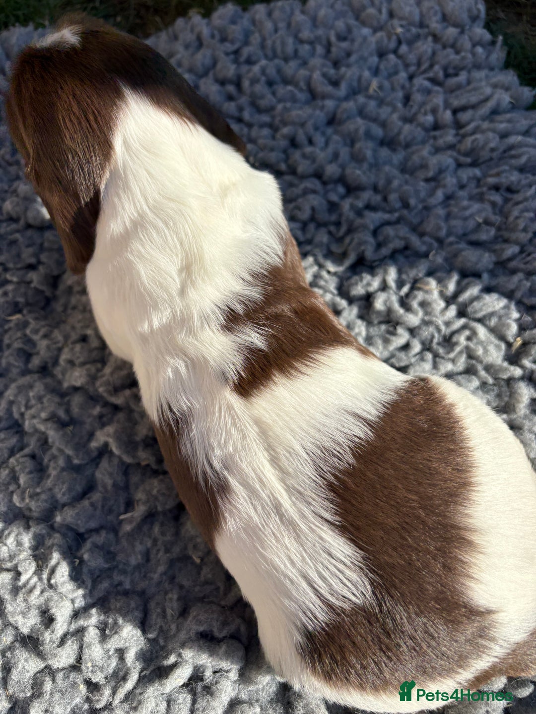English Springer Spaniel dogs for sale: Stunning KC Reg Springer Spaniel Puppies For Sale - Image 3