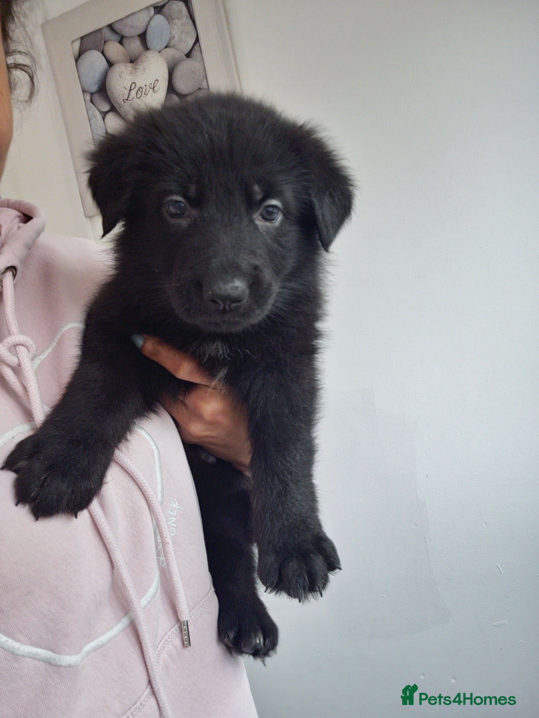 German Shepherd dogs for sale: German shepherd puppies  - Image 17