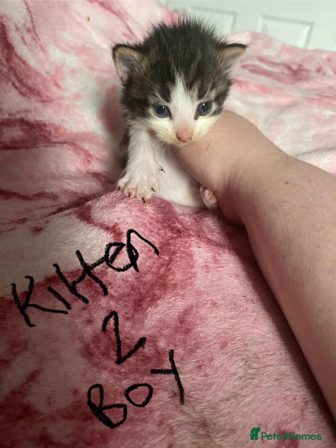 Maine Coon cats for sale: MI have 6 BEAUTIFUL kittens for sale🩷 - Image 6