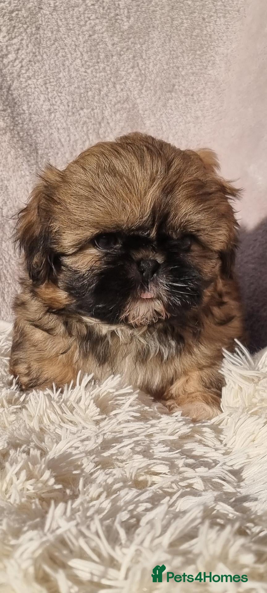 Shih Tzu dogs for sale: STUNNING KC REGISTERED SHIH TZU PUPPYS  - Advert 2