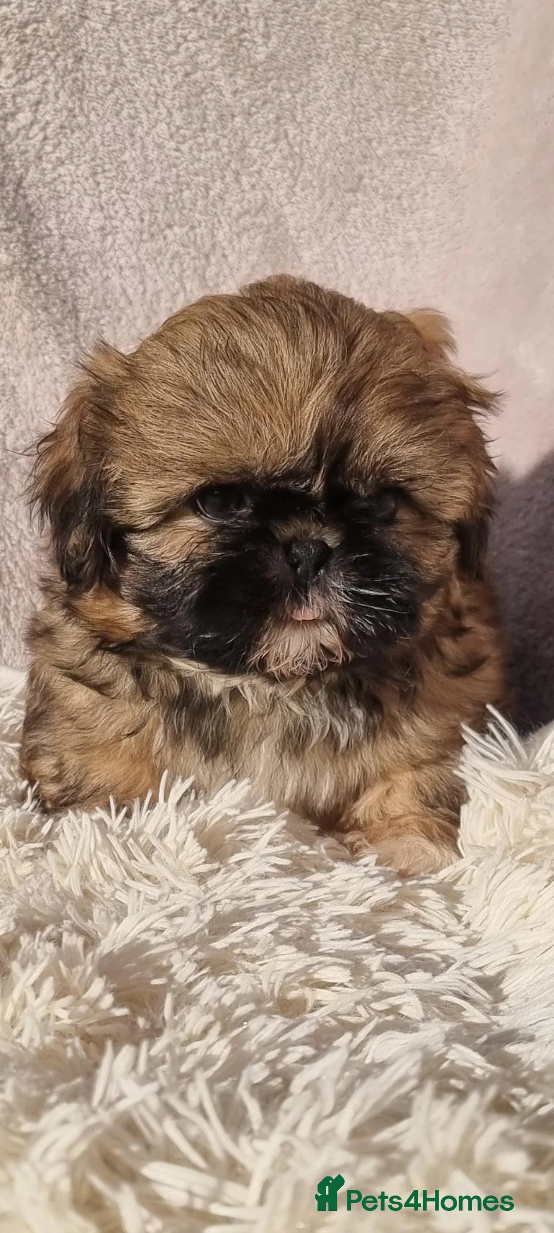 Shih Tzu dogs for sale: STUNNING KC REGISTERED SHIH TZU PUPPYS  - Advert 2