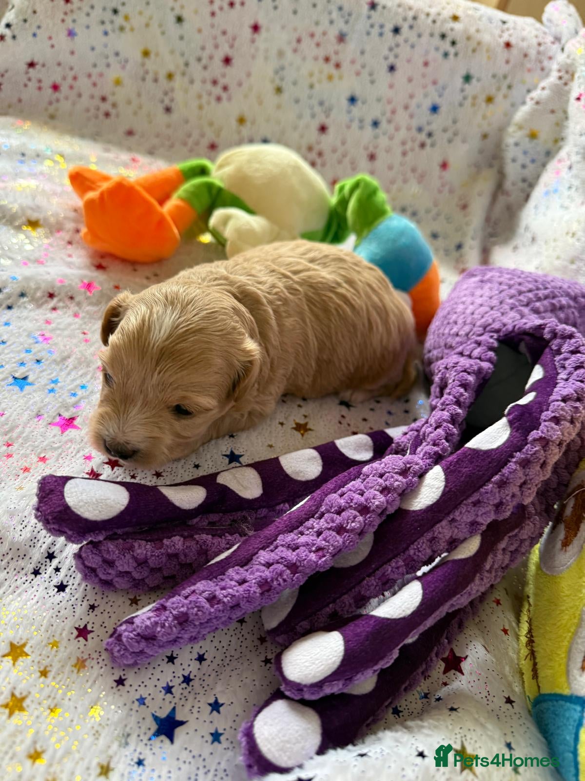 Maltipoo dogs for sale: Beautiful maltipoo puppies ready for loving homes! in London - Advert 5