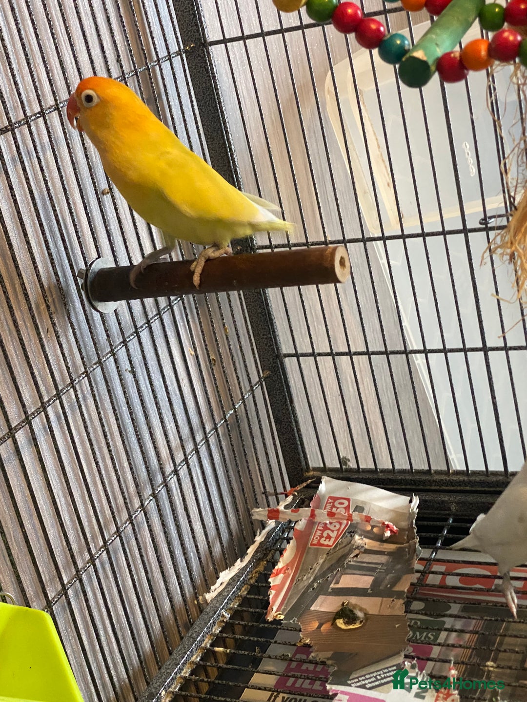 Mixed Breed rodents for sale: Downsizing my animal Collection  in Preston - Image 3