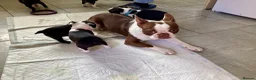 Boston Terrier dogs for stud: PROVEN RED KC REG BOSTON TERRIER  - Advert 6