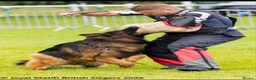 German Shepherd dogs for sale: KC PUPPIES FOR SALE - Advert 20