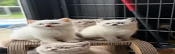 British Shorthair cats for sale: British shorthair kittens 😺 - Advert 15