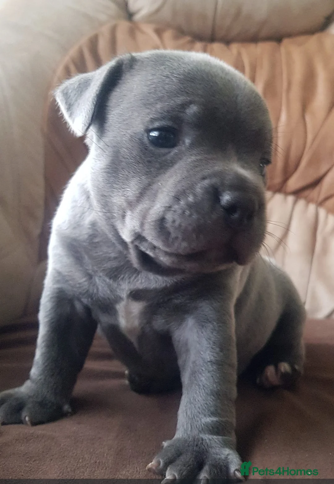 Staffordshire Bull Terrier dogs for sale: Blue Staffordshire Bull Terrier Puppy for Sale   - Advert 2