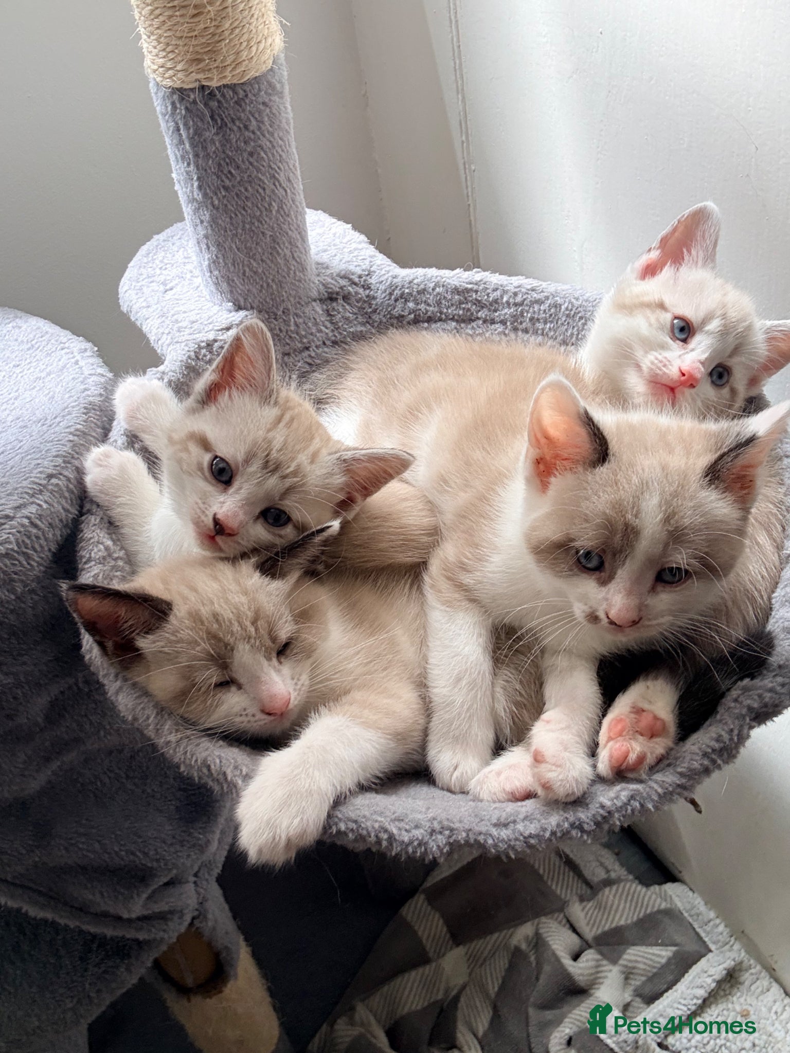 Mixed Breed cats  fluffy ragdoll mix kittens for sale  - Advert 7