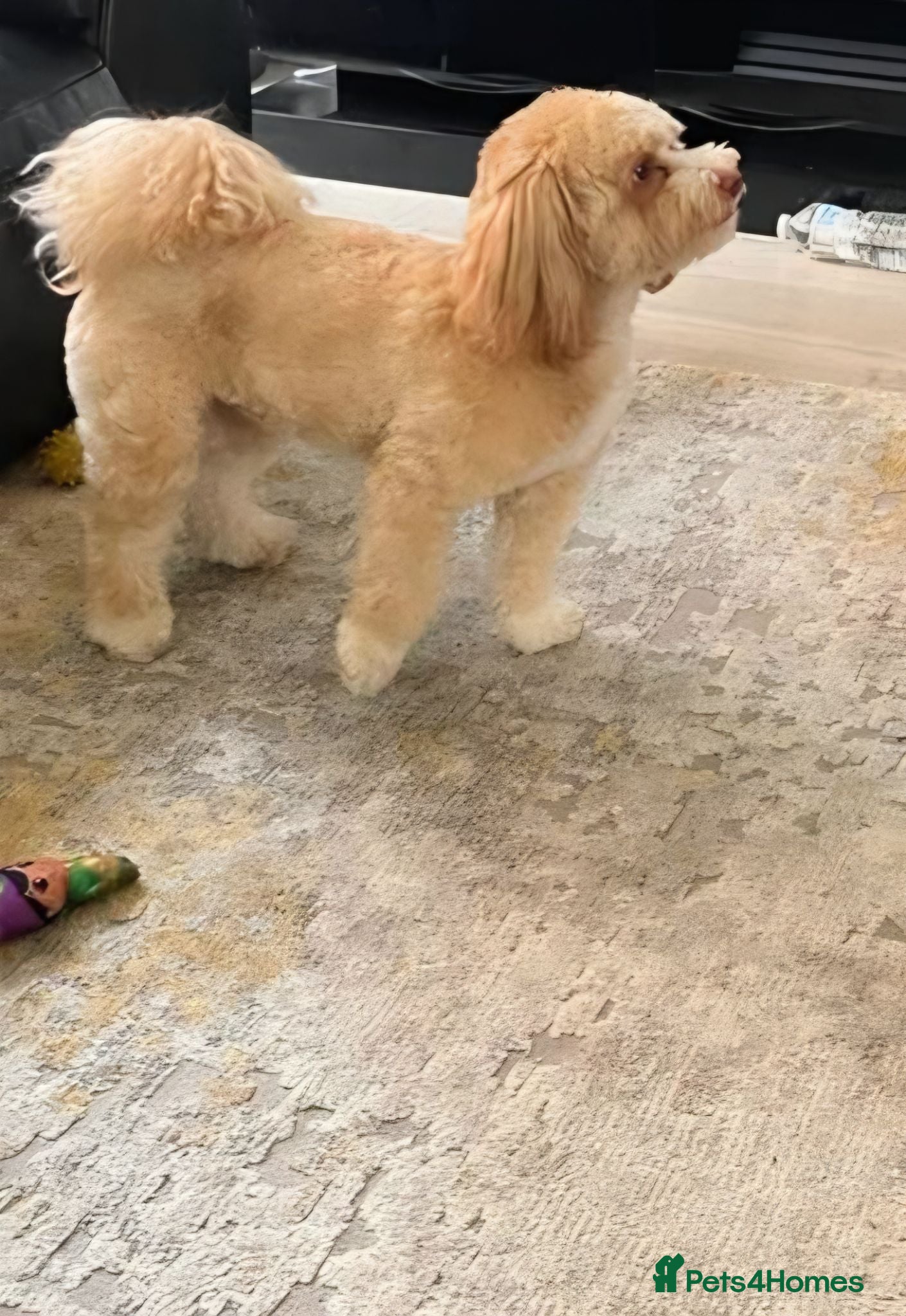Shihpoo dogs Shih tzu x Shihpoo - Advert 2