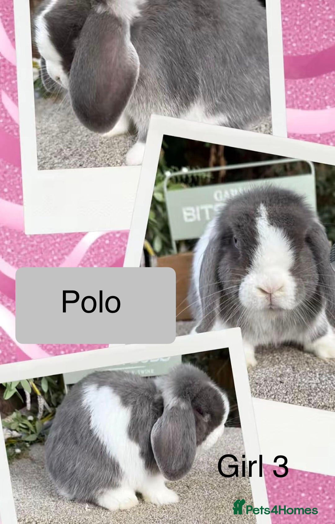 Mini Lop rabbits for sale: 4 mini lops looking for a home  - Advert 3