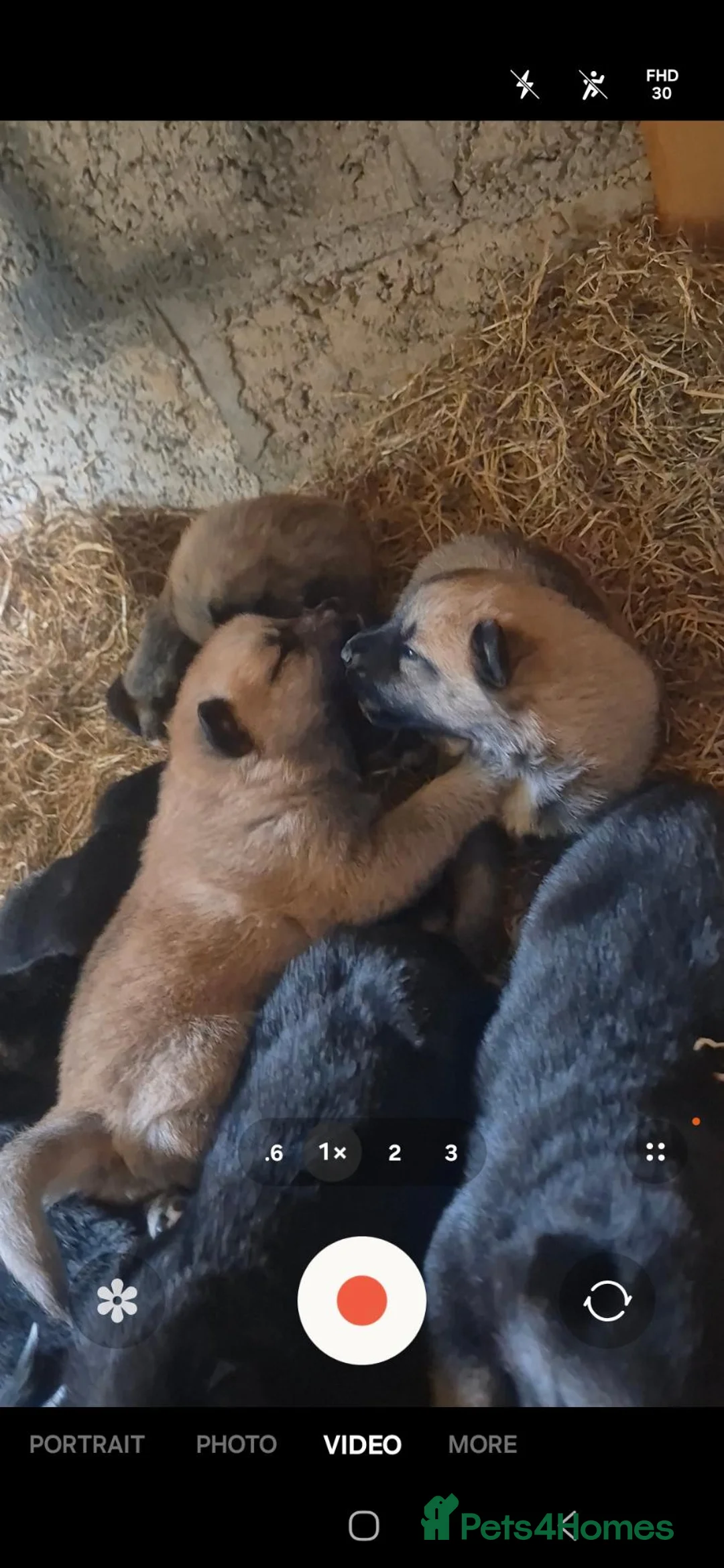 Mixed Breed dogs for sale: Belgain sheppard  in Downpatrick - Advert 19