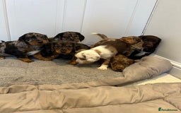 Cocker Spaniel dogs for sale: Super rare and unique show type dna tested Kc reg  - Image 1