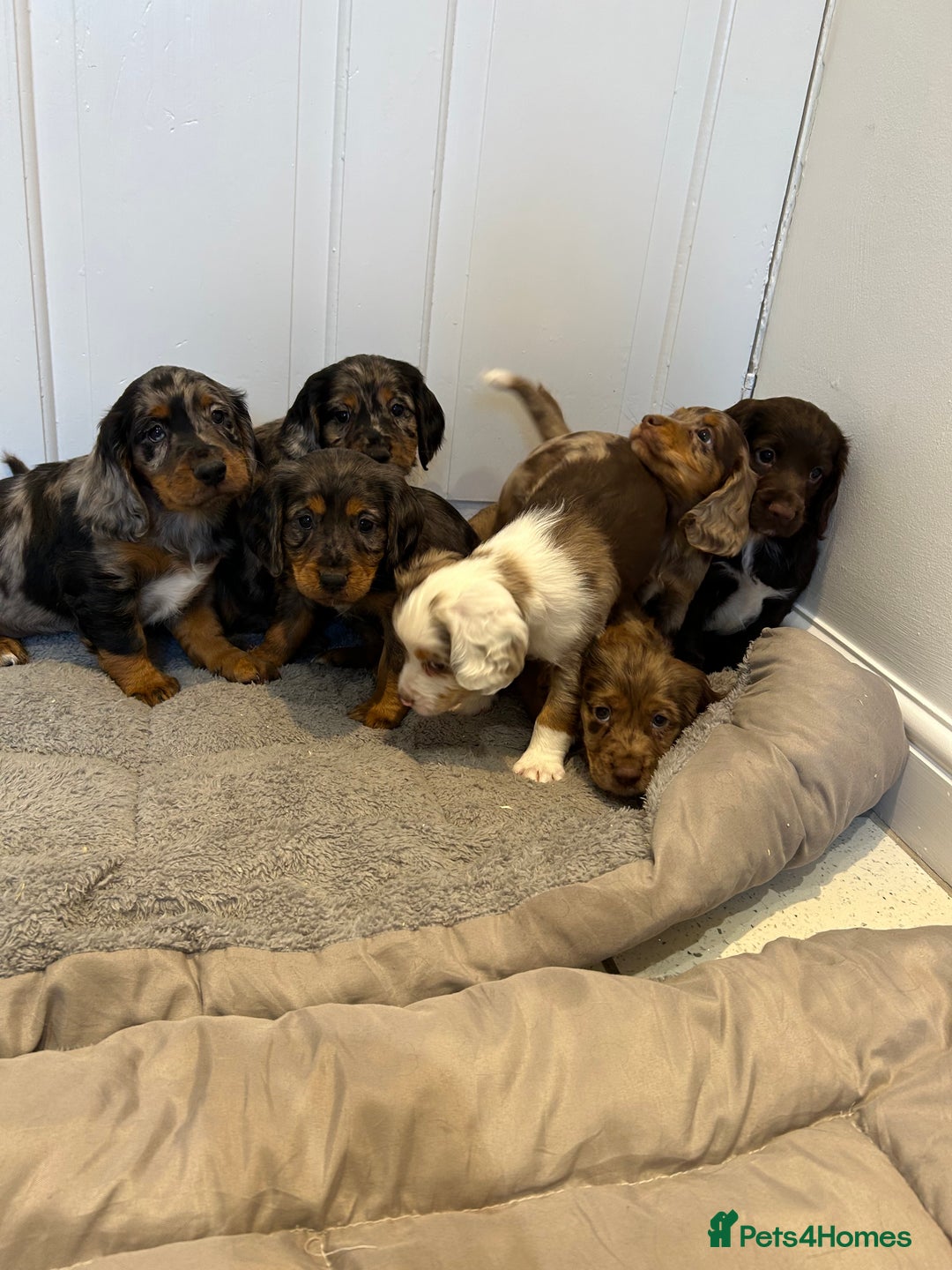 Cocker Spaniel dogs for sale: Super rare and unique show type dna tested Kc reg  - Image 1