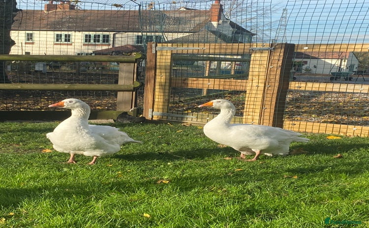 Geese poultry - Advert 1