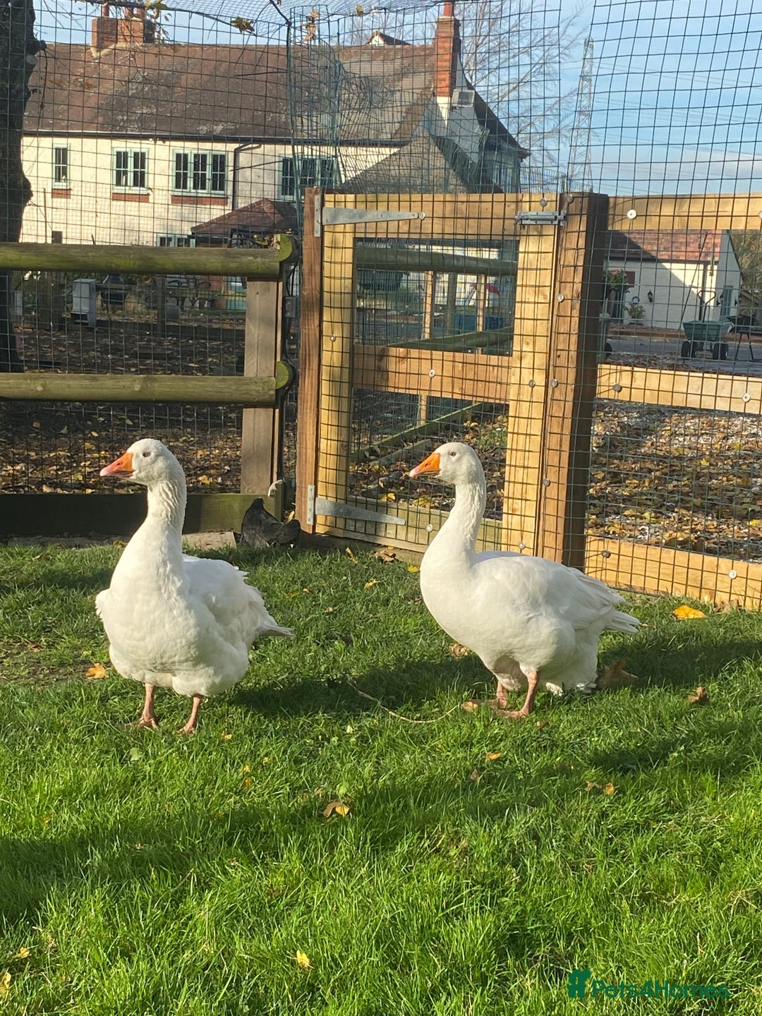 Geese poultry for sale: Mixed sex & mixed age geese/ ganders - Image 1