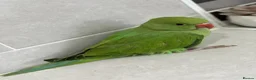 Ringnecks birds for sale:     Super Tame Hand Reared Babies £50 off today !  - Advert 21