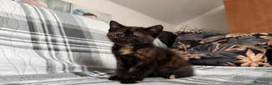 Mixed Breed Kitten 4