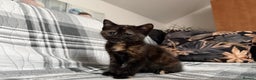 Mixed Breed cats for sale: Pepper - Advert 5