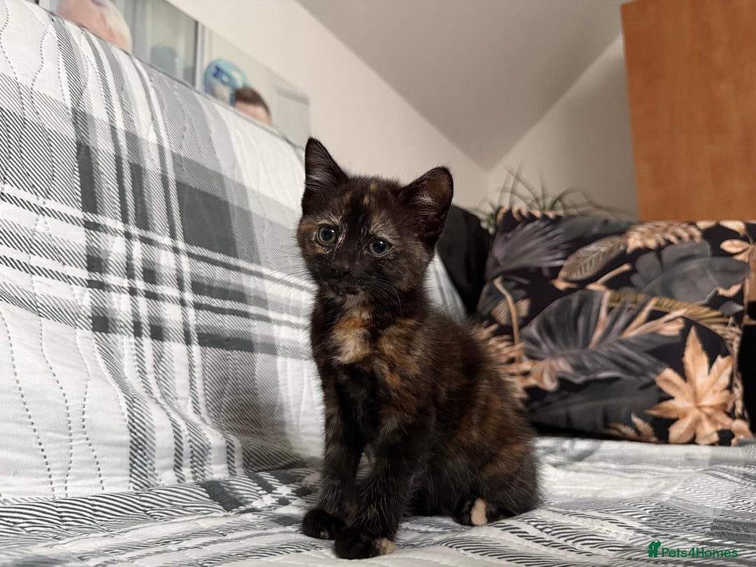 Mixed Breed cats for sale: Pepper - Advert 5