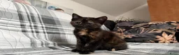 Mixed Breed cats for sale: Pepper - Advert 5