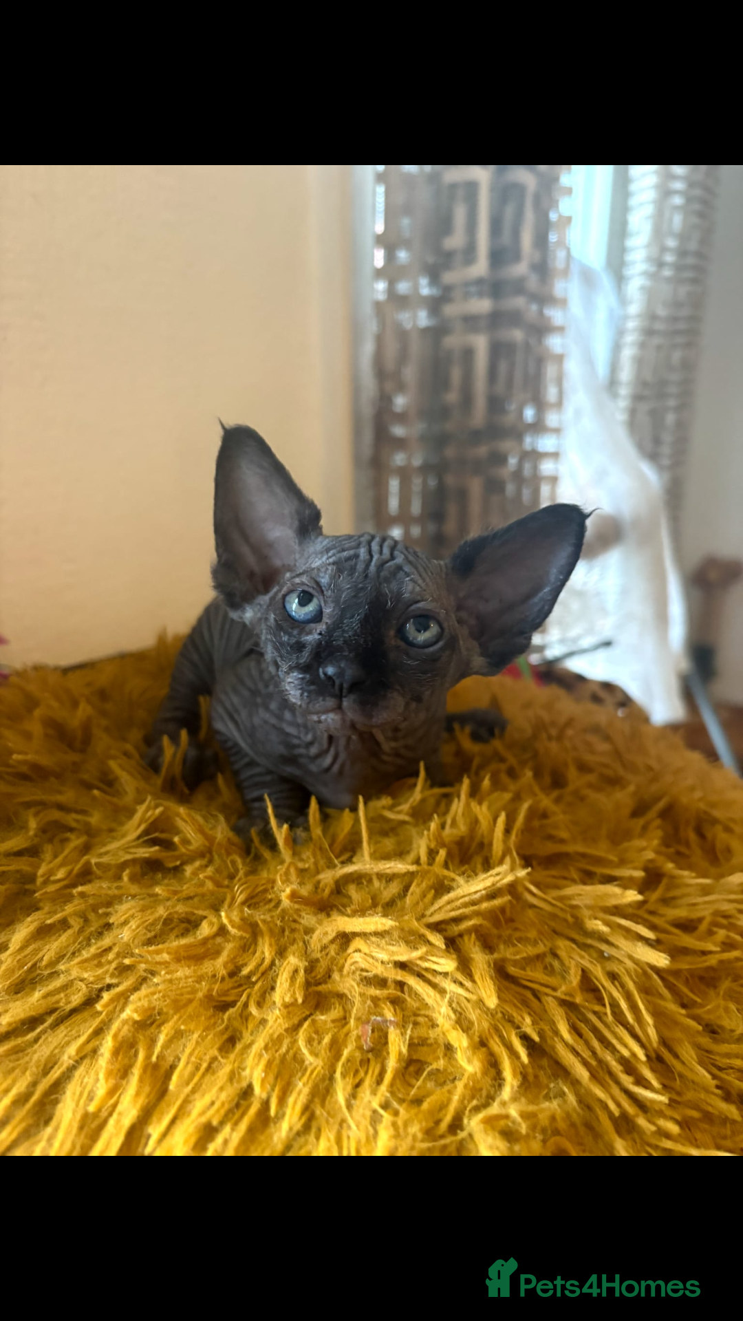 Sphynx cats Last  supper beautiful black boy ready To Go 600£ - Advert 2
