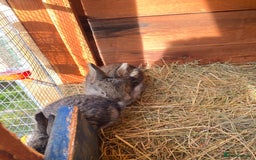 Continental Giant rabbits for sale: Continental Giant- Purebred from Both Parents - Image 2