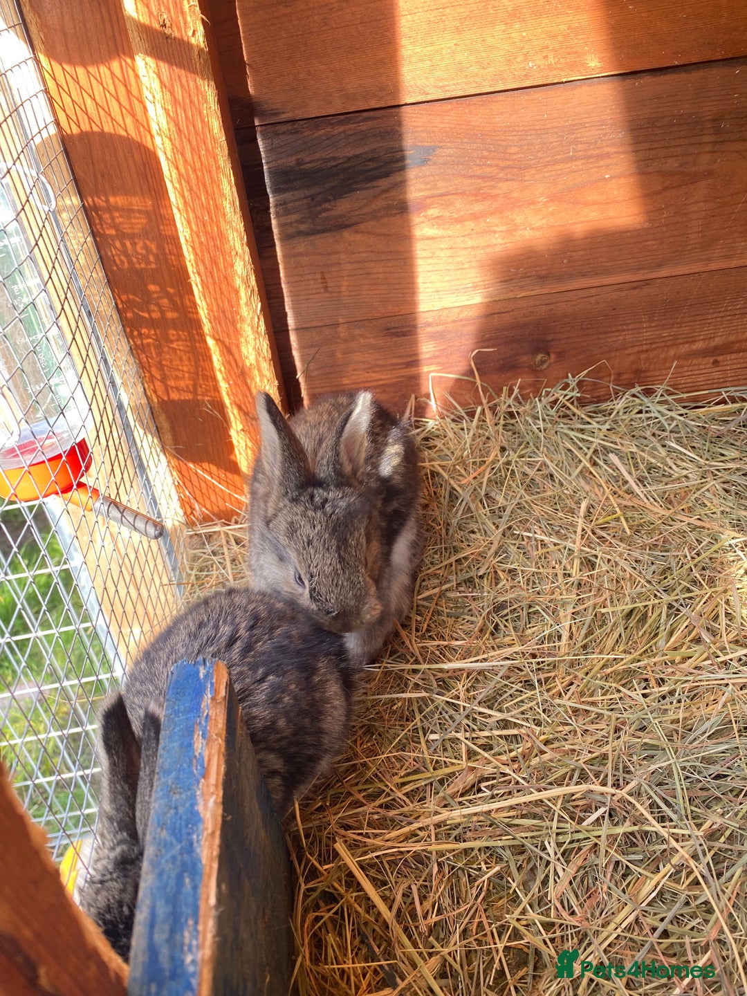 Continental Giant rabbits for sale: Continental Giant- Purebred from Both Parents - Image 2