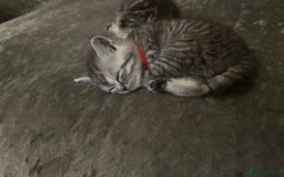 British Shorthair cats for sale: British short hair  - Image 12