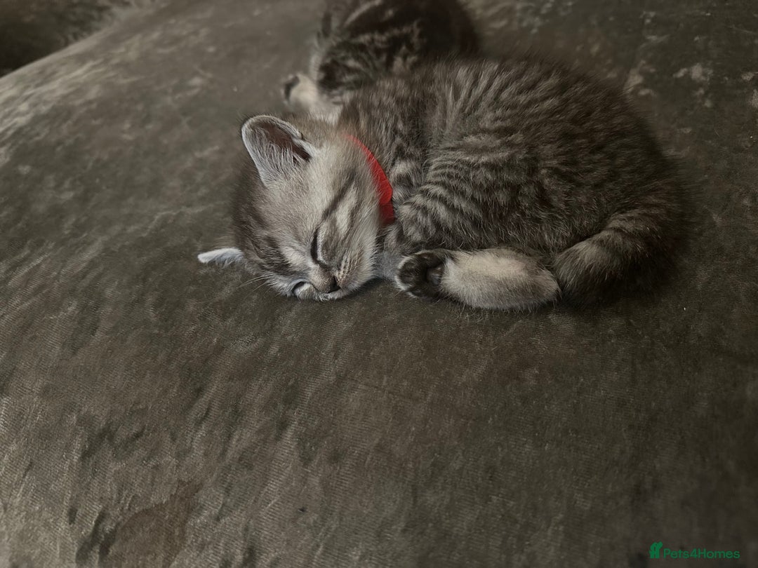 British Shorthair cats for sale: British short hair  - Image 12