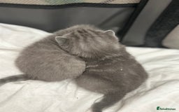 British Shorthair cats for sale: Beautiful BSH Kittens - Ready to leave ASAP - Image 3