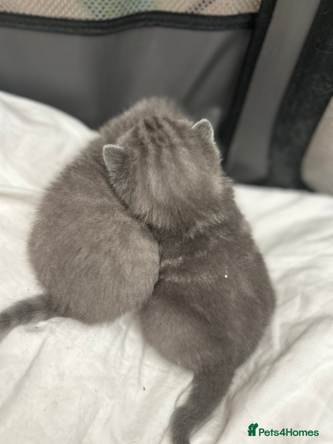 British Shorthair cats for sale: Beautiful BSH Kittens - Ready to leave ASAP - Image 3