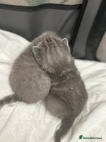 British Shorthair cats - Advert 7