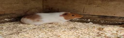 Guinea Pig rodents for sale: Young male guineapig  - Advert 3