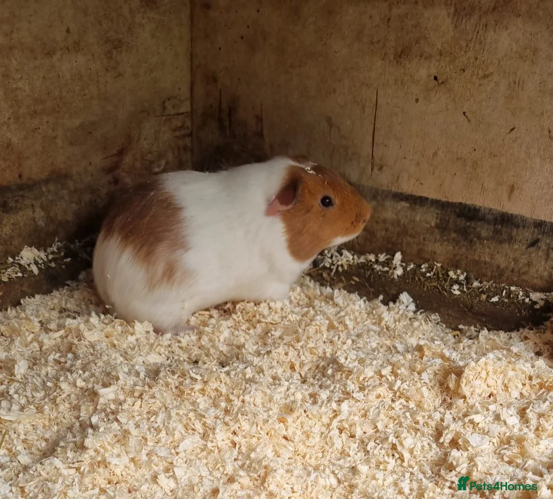Guinea Pig rodents for sale: Young male guineapig  - Advert 3