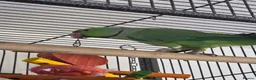 Ringnecks birds for sale: Ringneck parakeet  - Advert 1