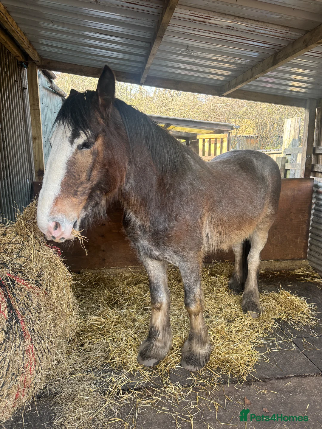 Other Breed horses for sale: Lights backed 16.1hh 4yr old gelding  in Carlisle - Advert 2