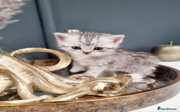 British Shorthair cats for sale: Blue eyed Silver tabby shaded BSH x Russian blue  - Image 9