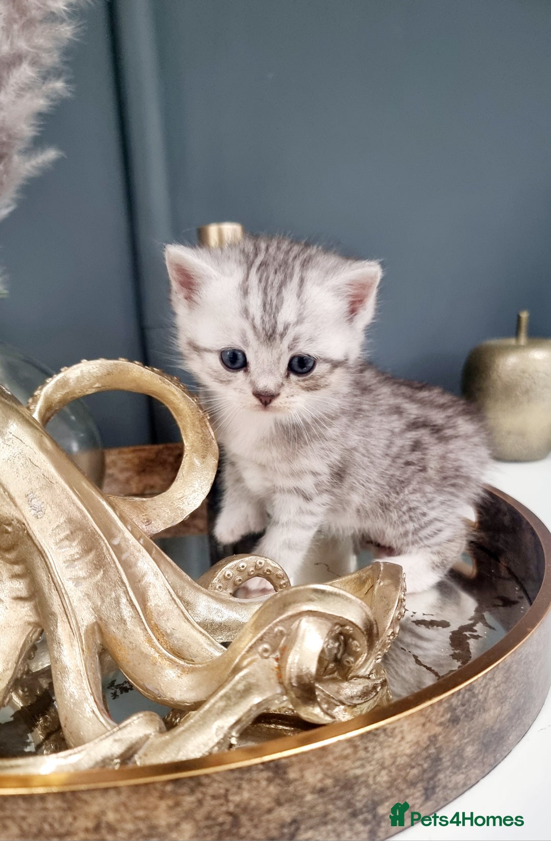 British Shorthair cats for sale: Blue eyed Silver tabby shaded BSH x Russian blue  - Image 9