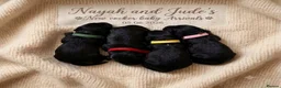 Cocker Spaniel dogs for sale: 🐶🐾 SHOW COCKER SPANIELS FOR SALE🐾🐶 - Advert 4