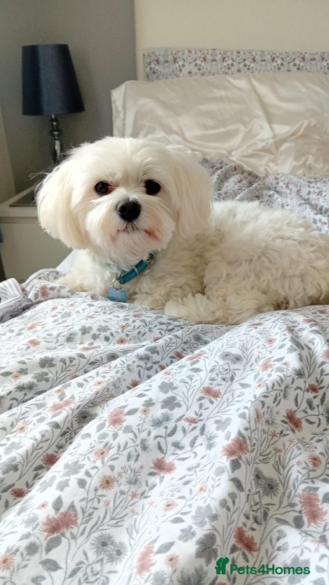 Maltipoo dogs for sale: Adorable rare merle maltipoos  ready no!!w - Advert 3