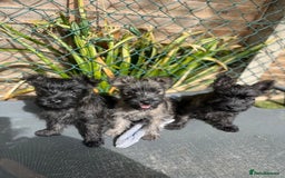 Cairn Terrier dogs for sale: Adorable Cairn Terrier Puppies - Image 2