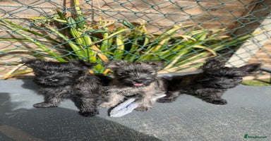 Cairn Terrier dogs - Advert 13