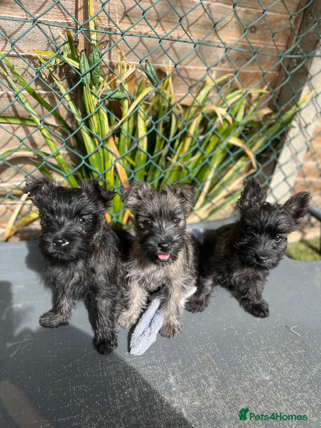 Cairn Terrier dogs for sale: Adorable Cairn Terrier Puppies - Image 2