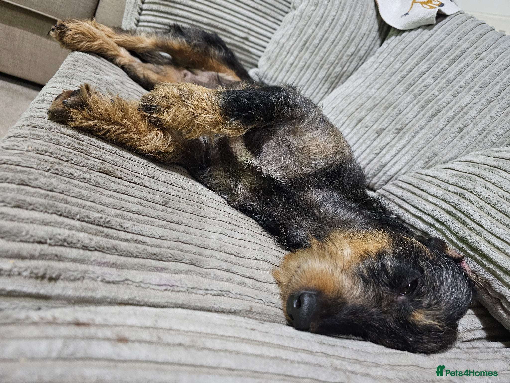 Mixed Breed dogs for sale: 3 year old sproodle X dachshund - Advert 4
