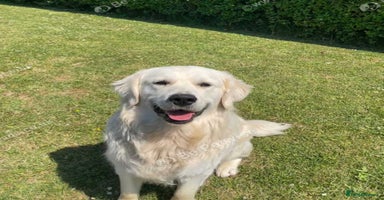Goldendoodle dogs in Llanelli - Advert 10