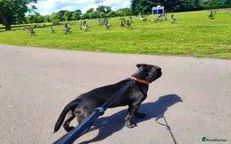 Staffordshire Bull Terrier dogs for stud: 🥇 KC Stafford Stud – Elite Line, Loving Nature - Image 9