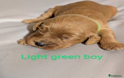Cockapoo dogs for sale: Stunning f1 Cockapoo puppy's  - Image 8
